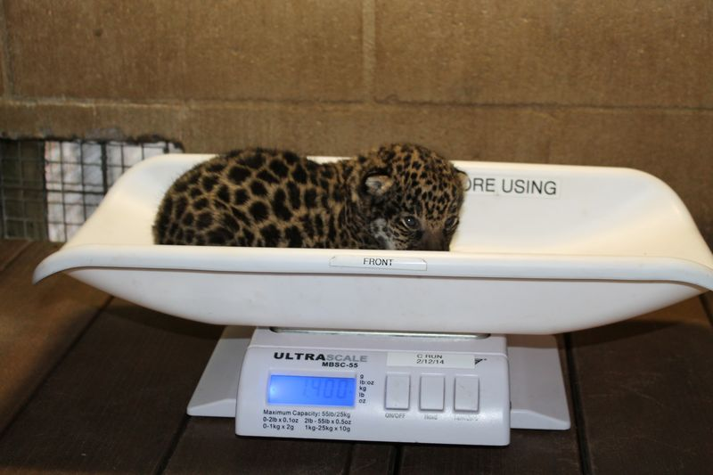 Illustration for article titled The World Gets Cuter: Jaguar Edition